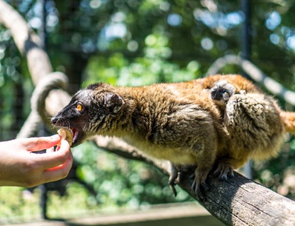 A Nyíregyházi Televízió is forgatott a Mayotte-makiknál! Megleshetik a legifjabb makit!