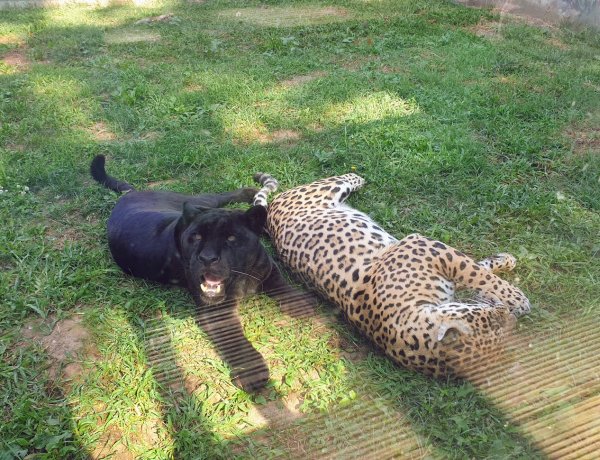 Óriáslepke és jaguárszerelem; siessen, csodákat láthat a Nyíregyházi Állatparkban! 