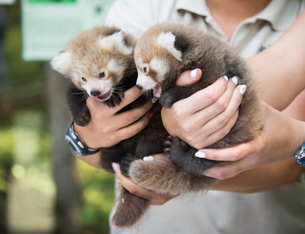 Zoológiai szenzáció! Újra kis panda ikrek születtek a Nyíregyházi Állatparkban! 