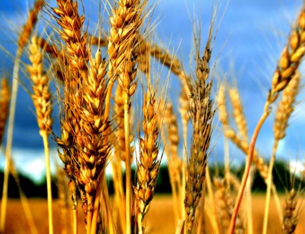Mi lesz veled agrárium? – Szakmai napot rendezett a Primom és a Nyíregyházi Egyetem