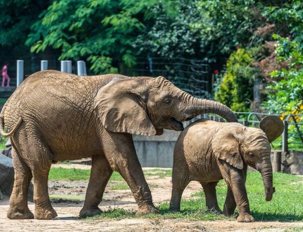 A rekordok évét írták a Nyíregyházi Állatparkban – A legsikeresebb szezon volt a 2019-es