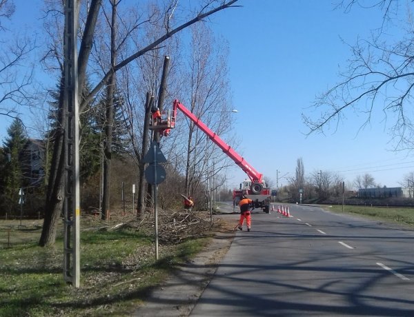 Forgalomkorlátozás mellett végeznek favágási munkálatokat a Kemecsei úton
