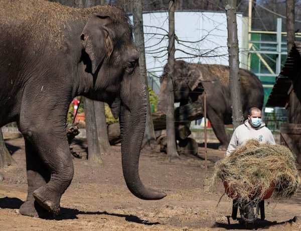 ZooTv – Így telnek a mindennapok látogatók nélkül a Nyíregyházi Állatparkban