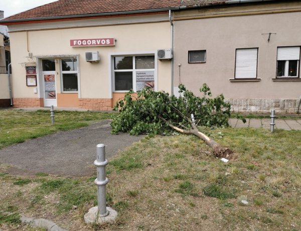 Fát döntött ki egy autós Nyíregyházán a Hatzel téren - Bejelentés nélkül elhajtott 