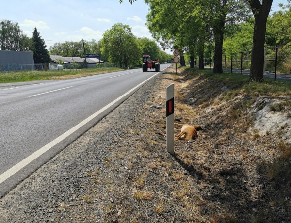 Vadgázolás történt Nyírpazony és Kőlapos között a 4-es főúton