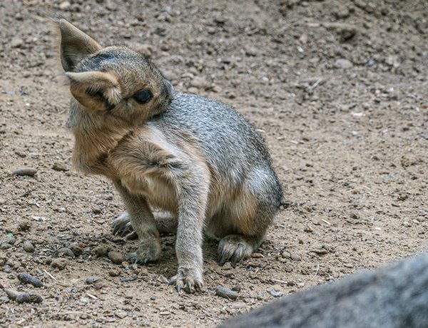 Kis nagy marák születtek a Nyíregyházi Állatparkban - Közösen nevelik az öt utódot