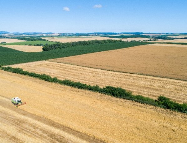 A tavaszi aszály a termés mennyiségére és minőségére is hatással van