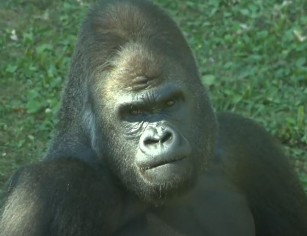 Életmentő beavatkozásra volt szüksége a Nyíregyházi Állatpark gorillájának