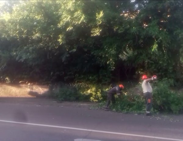 Favágási munkálatokat végeztek a NYÍRVV munkatársai a Garibaldi utcán