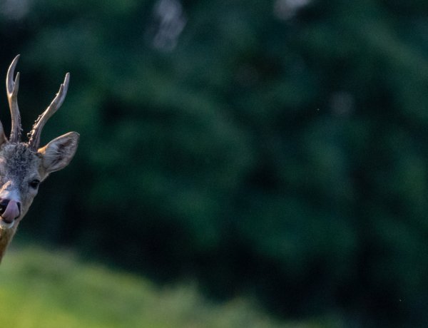 A lakókocsit magaslesre cserélte! Cirkuszi artistából természetfotós lett Tamás! 