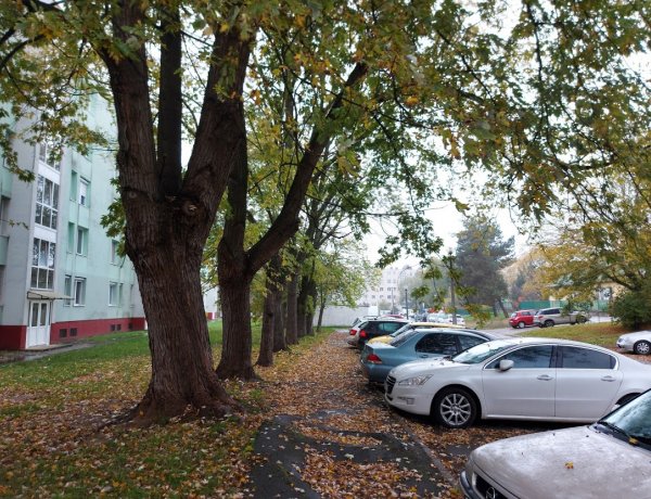 Favágási munkák a Ferenc körúton, kedd 7 órától ne parkoljanak az érintett szakaszon
