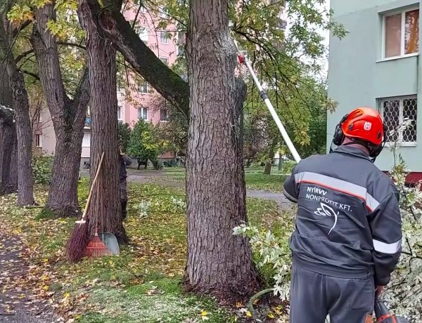 Kedd reggel megkezdődött a Ferenc körúton a fák száraz ágainak levágása