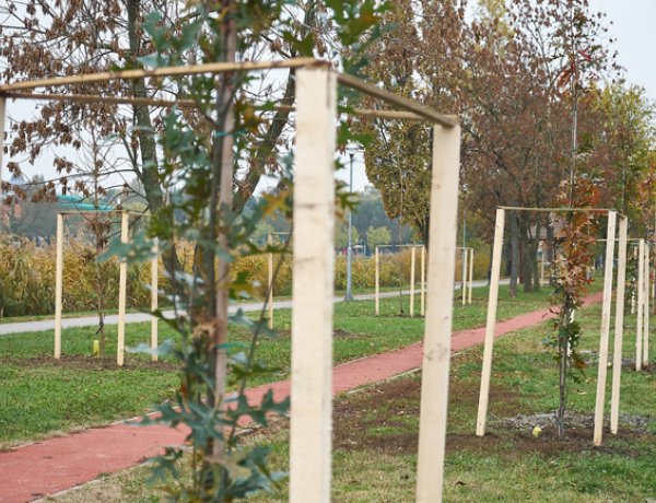 190 fát ültetnek el Sóstón 50 nyíregyházi gazdasági szereplőnek köszönhetően