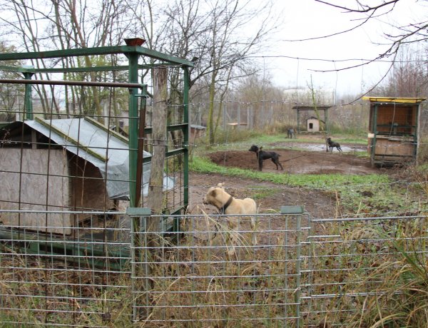 Tiltott állatviadalon ütöttek rajta a TEK bevonásával a nyíregyházi rendőrök
