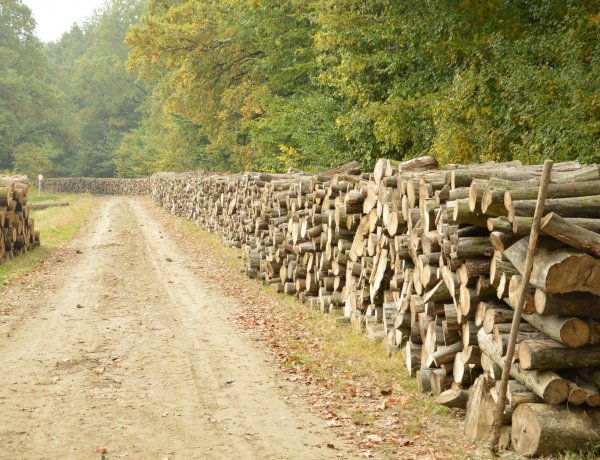 Jól halad a szociális tűzifaprogram a NYÍRERDŐ-nél                  