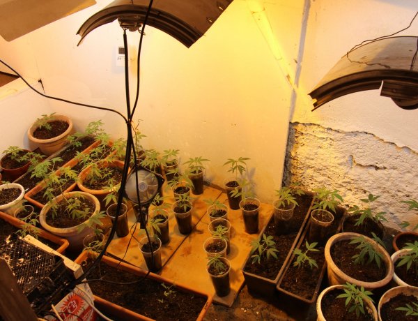 50 tő cannabist foglaltak le a nyíregyházi nyomozók                