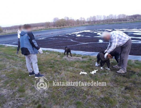 Több kutyát is megmentettek a hivatásosok tegnap             