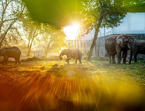 Május elsejétől ismét nyitva a Nyíregyházi Állatpark              