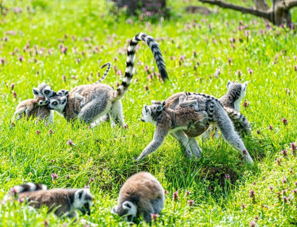 Egy héten belül két ikerpár is született a Nyíregyházi Állatpark kattacsapatában