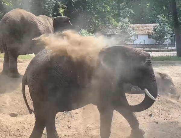 Homokfürdővel védekeznek a hőség ellen a Nyíregyházi Állatpark elefántjai
