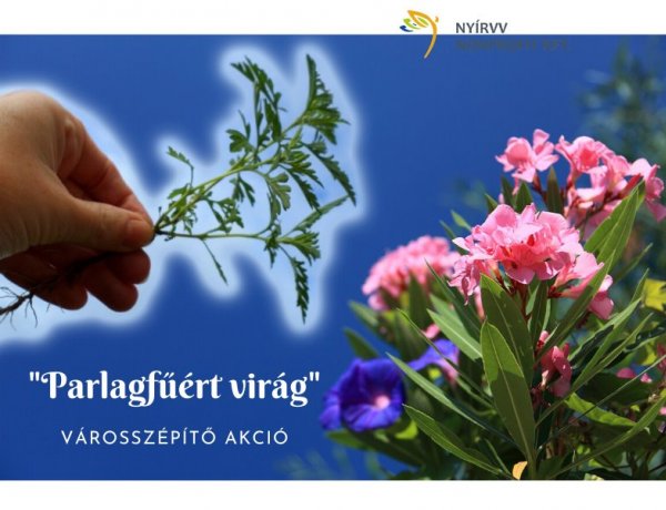 Parlagfűért virágot – Három nap alatt több mint tízezer tő gyomnövényt adott le a lakosság