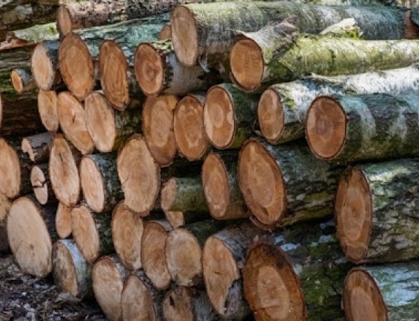Fakitermelés kezdődik a nyíregyházi Sóstói-erdőben                            