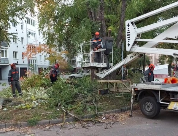 Közel egy héten keresztül végez faápolási munkálatokat a NYÍRVV