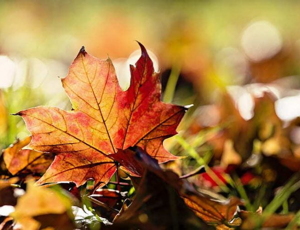 Továbbra is marad a tíz fok körüli novemberi idő