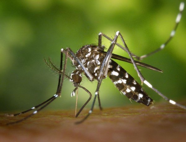 Az inváziós csípőszúnyogok feltérképezésében kérik a lakosság segítségét