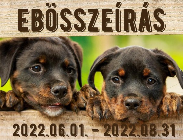 Megkezdődött városunkban az ebösszeírás
