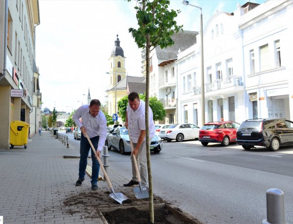 Folytatódott a polgármesteri fásítási program