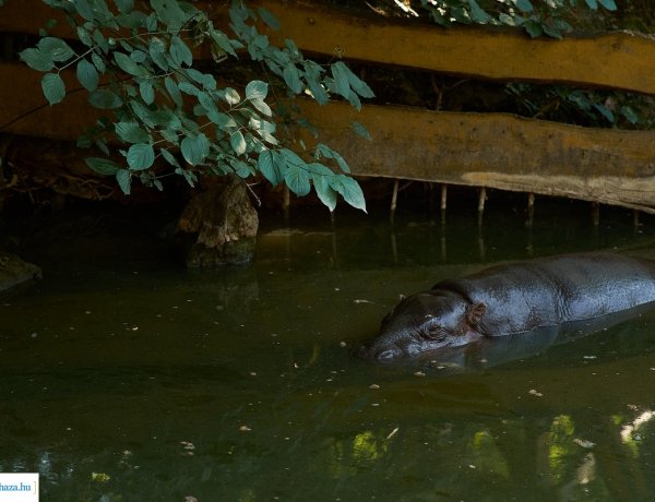 Nyíregyházi Állatpark: nem csak az embereket viseli meg a napok óta tartó hőség, hanem az állatokat is