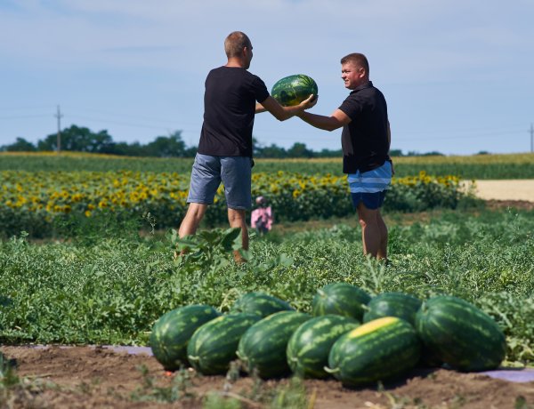 Már érik a nagycserkeszi dinnye