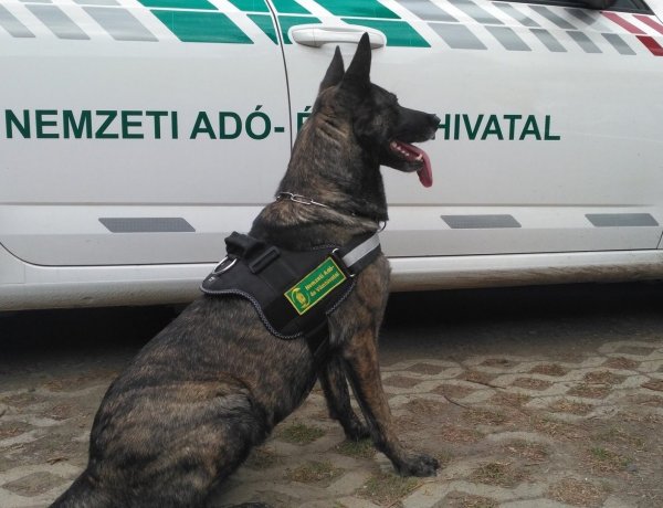 Megint négylábú munkatársakat keres a NAV