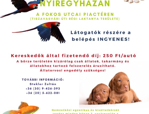 November 13-án ismét Kisállatbörze várja az érdeklődőket a Fokos utcai Piacon