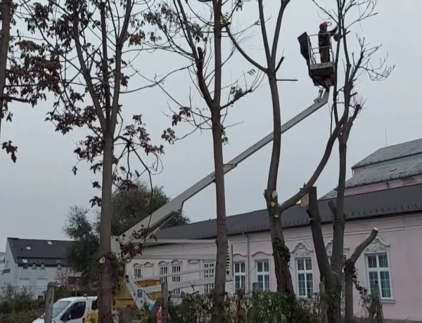 Fa ágait vágták le a Síp utcán emelőkosaras autóból csütörtök délelőtt
