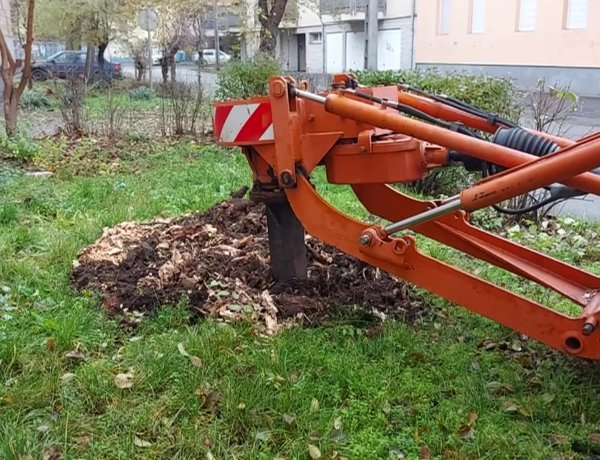A NYÍRVV az Új utcán a balesetveszély miatt kivágott fákat tuskózta