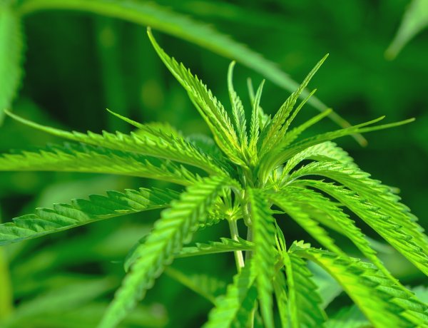 Három kiló gazdátlan kannabisz