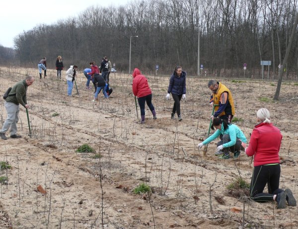Ismét önkéntes faültetés a Sóstói-erdőben