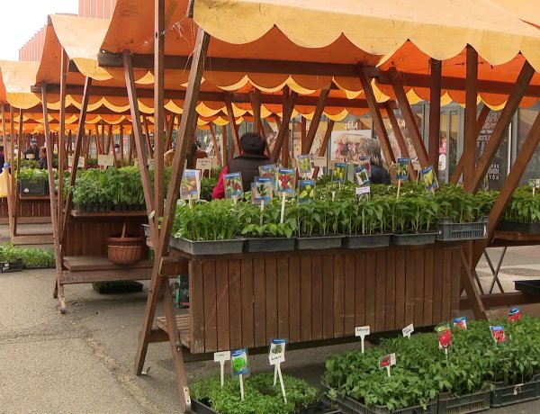 Elkezdődött a palántavásár a nyíregyházi Búza téri piacon