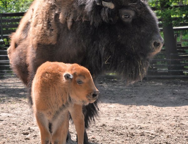 Bölényborjú – A látogatók szeme előtt született a Nyíregyházi Állatpark új jövevénye