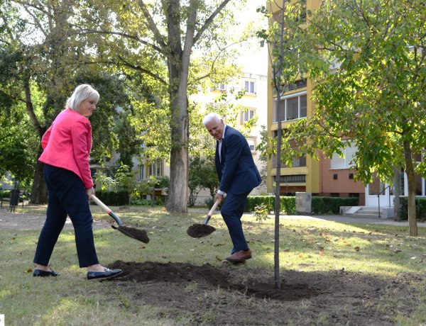 Faültetés – Folytatódik a polgármesteri fásítási program