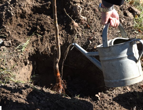 Újra van szilvás a múzeumfaluban – A Hübner 30 db facsemetét adományozott