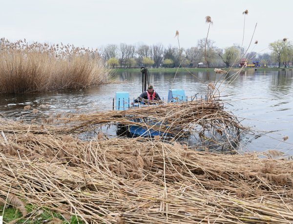 Nádvágás – Rendhagyó környezetismeret-órát szerveztek a gyerekeknek