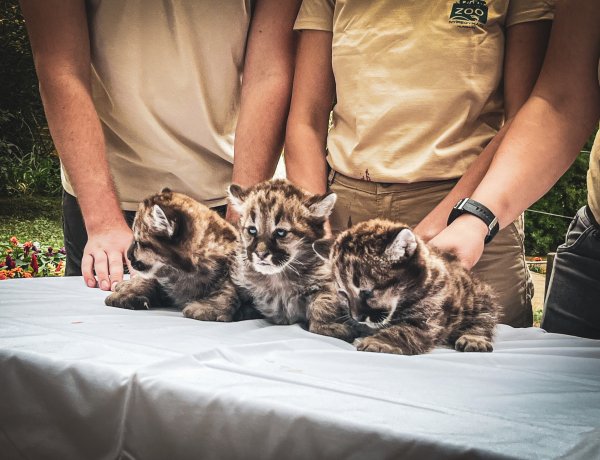 Puma hármas ikrek születtek a Nyíregyházi Állatparkban