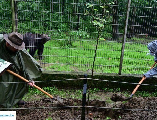 Tovább bővült az Év fája fasor a Nyíregyházi Állatparkban – Az eső sem volt akadály