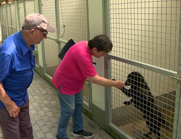Rendkívüli örökbefogadási nap – Cél, hogy minél több kutya találjon gazdára