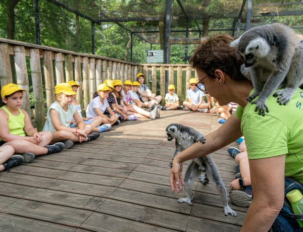 Zoo-Suli – A gyűrűsfarkú makik társaságában meditációval indul a nap a Nyíregyházi Állatpark nyári táborában