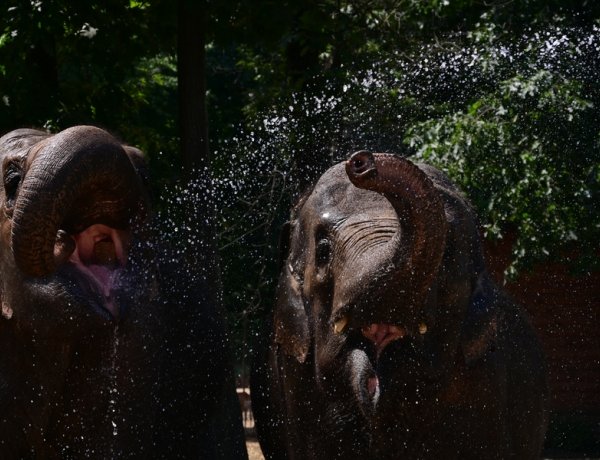 Makifagyi és elefánt wellness a Nyíregyházi Állatparkban