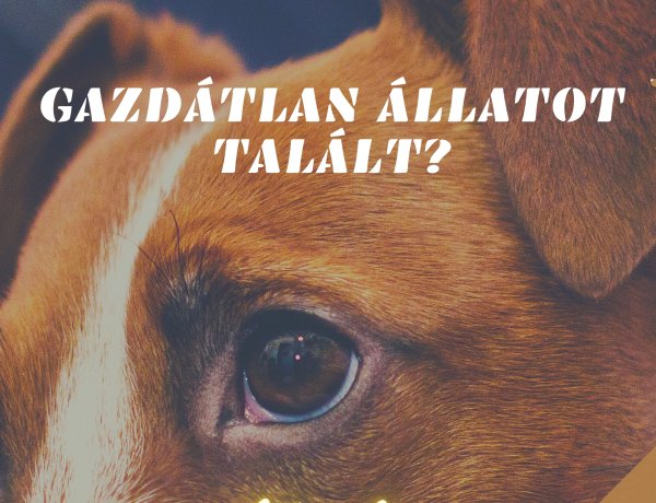 Gazdátlan háziállatot talált? Ez javasolja a rendőrség!